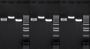 three dna gels