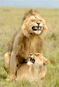 lion sex face